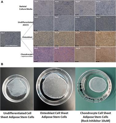 Posology and Serum-/Xeno-Free Engineered Adipose Stromal Cells Cell Sheets